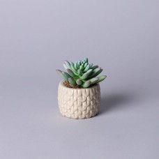 Искусственные цветы LEFARD 535-399 суккулент в горшке 10*10,5см