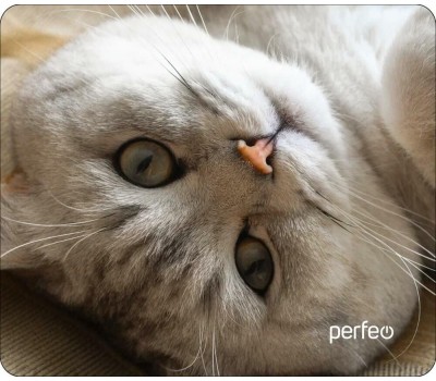 Коврик для компьютерной мыши PERFEO (PF_D0654) 