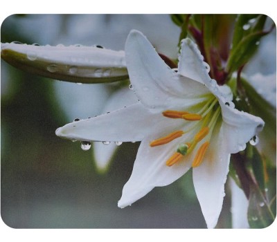 Коврик для мыши BURO BU-M20041 Мини рисунок/лилия 230x180x2мм