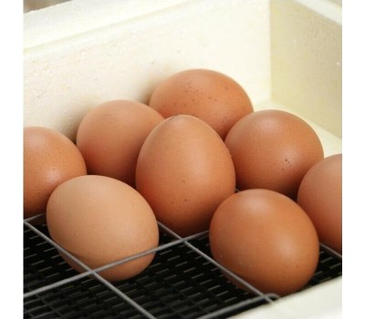 Инкубатор ЗОЛУШКА ИН 28/220В авт.поворот