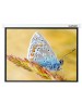 LUMIEN Экран Master Control LMC-100110, 305х229 см, 4:3, настенно-потолочный