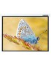 LUMIEN Экран Master Control LMC-100110, 305х229 см, 4:3, настенно-потолочный