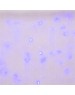 Гирлянда UNIEL (UL-00007215) ULD-C3020-240/TTK BLUE IP44 Занавес светодиодный с эффектом мерцания, 3х2м. Соединяемый. 240 светодиодов